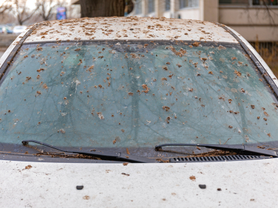 ingevreten vogelstront verwijderen auto